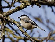 Picture/image of Black-capped Chickadee