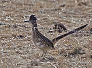 Picture/image of Greater Roadrunner