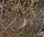 Picture/image of Marsh Wren