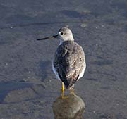 Picture/image of Greater Yellowlegs