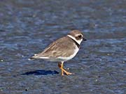 Picture/image of Semipalmated Plover