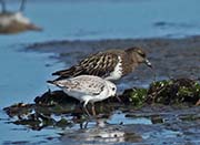 Picture/image of Black Turnstone