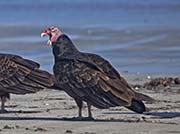 Picture/image of Turkey Vulture