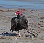 Picture/image of Turkey Vulture