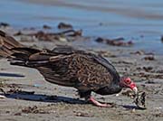 Picture/image of Turkey Vulture