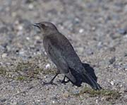 Picture/image of Brewer's Blackbird