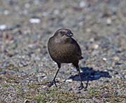Picture/image of Brewer's Blackbird