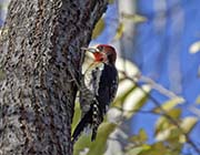 Picture/image of Red-breasted Sapsucker