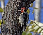 Picture/image of Red-breasted Sapsucker