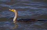 Picture/image of Double-crested Cormorant