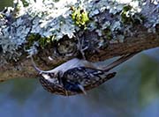 Picture/image of Brown Creeper