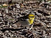 Picture/image of Townsend's Warbler