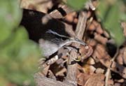 Picture/image of Bewick's Wren