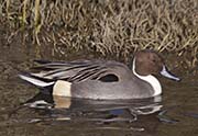 Picture/image of Northern Pintail