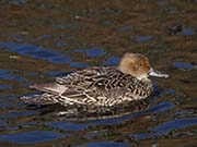 Picture/image of Northern Pintail