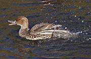 Picture/image of Northern Pintail