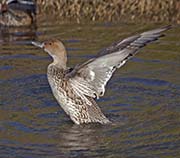Picture/image of Northern Pintail