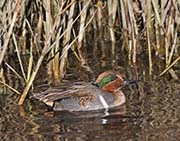 Picture/image of Green-winged Teal