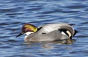 Picture/image of Falcated Duck