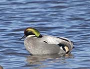 Picture/image of Falcated Duck