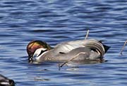 Picture/image of Falcated Duck