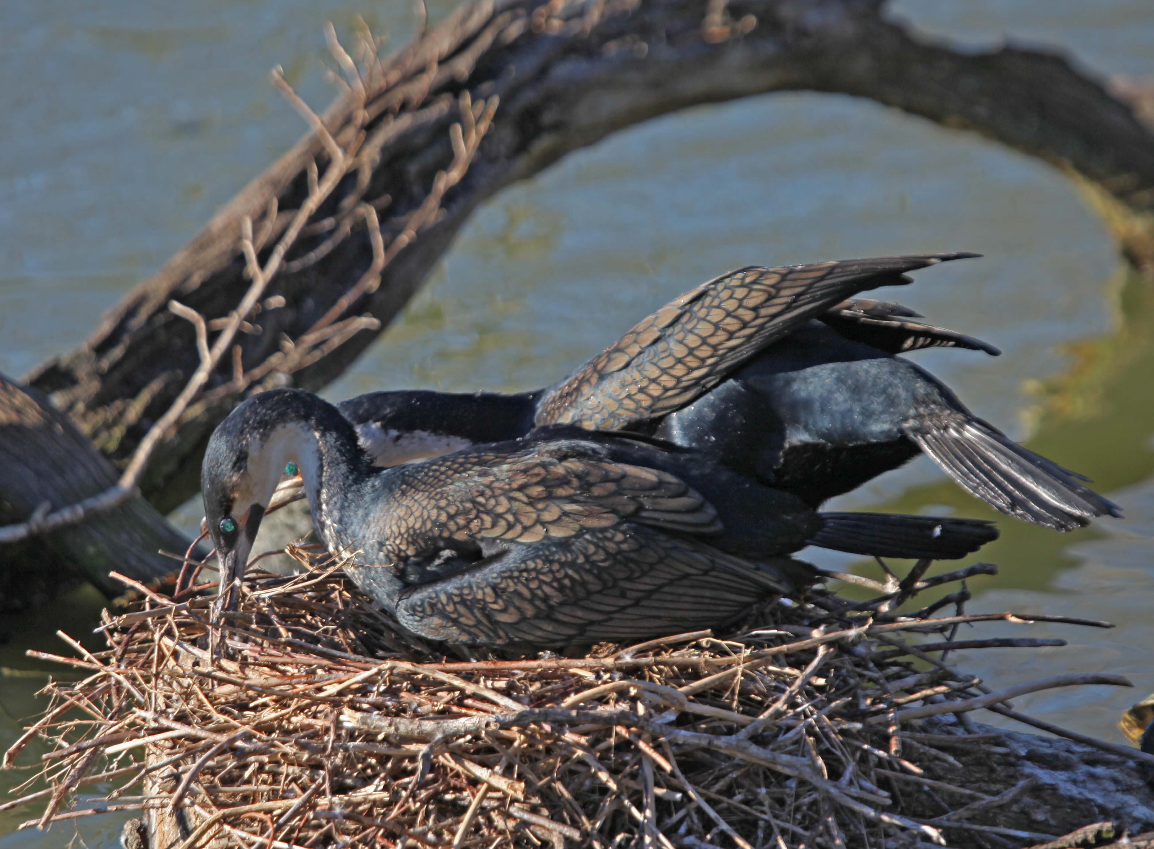Pictures and information on Whitebreasted Cormorant