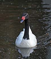 Picture/image of Black-necked Swan