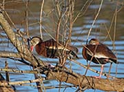 Picture/image of Black-bellied Whistling Duck
