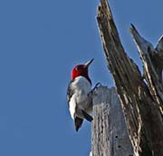 Picture/image of Red-headed Woodpecker