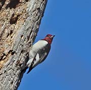 Picture/image of Red-headed Woodpecker
