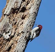 Picture/image of Red-headed Woodpecker