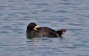 Picture/image of Black Scoter