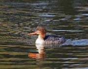 Picture/image of Red-breasted Merganser