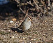 Picture/image of White-crowned Sparrow