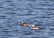 Picture/image of Long-tailed Duck