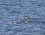 Picture/image of Long-tailed Duck
