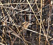 Picture/image of Nelson's Sparrow
