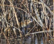 Picture/image of Nelson's Sparrow
