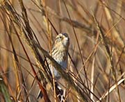 Picture/image of Nelson's Sparrow