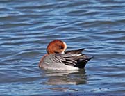 Picture/image of Eurasian Wigeon