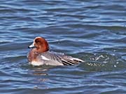 Picture/image of Eurasian Wigeon