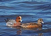 Picture/image of Eurasian Wigeon
