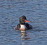 Picture/image of Red-breasted Merganser