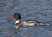 Picture/image of Red-breasted Merganser