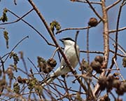 Picture/image of Loggerhead Shrike