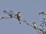 Picture/image of Loggerhead Shrike
