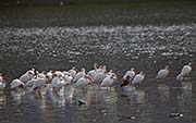 Picture/image of White Ibis