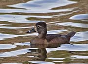 Picture/image of Ring-necked Duck