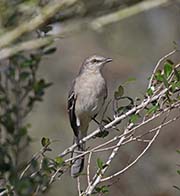 Picture/image of Northern Mockingbird