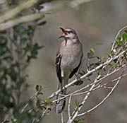 Picture/image of Northern Mockingbird